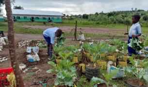 Two Ugandan children in school uniform pick kale from an outdoor vegetable garden with school buildings in the background